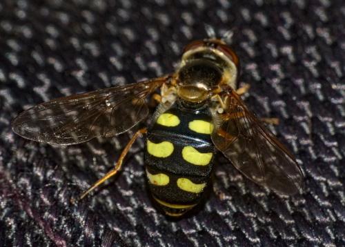 Réf. 326 120 : Eupeodes sp.